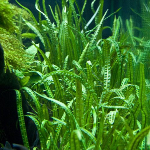 Cryptocoryne balansae