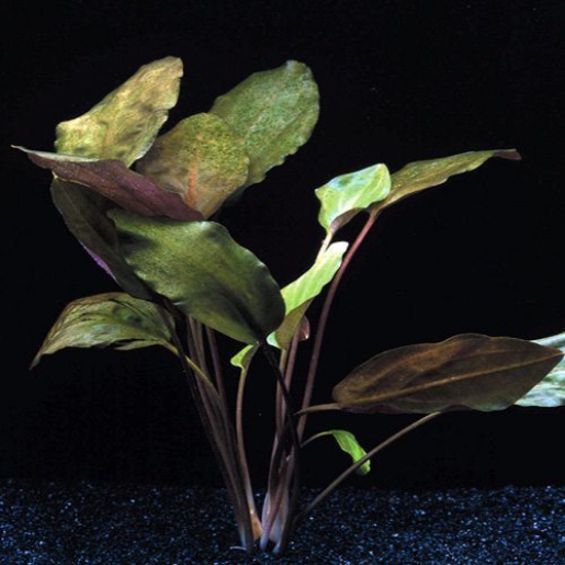 Cryptocoryne cordata
