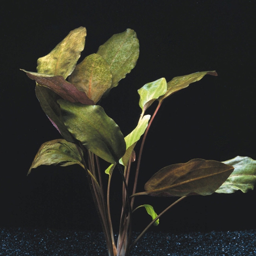 Cryptocoryne cordata var. Blassii