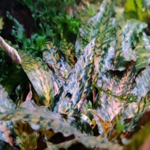 Cryptocoryne nurii rosen maiden (muda pequena)