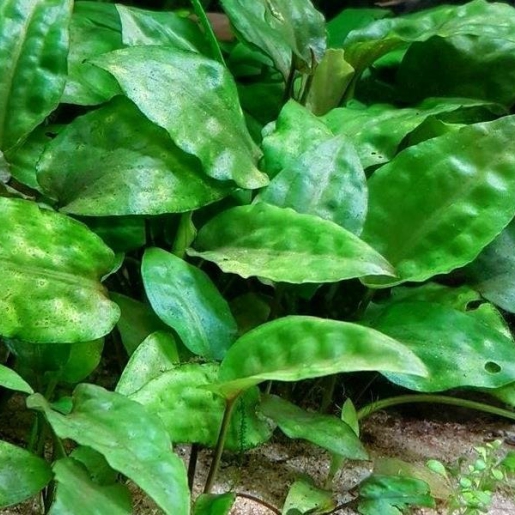Cryptocoryne pontederifolia