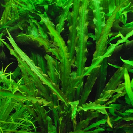 Cryptocoryne spiralis