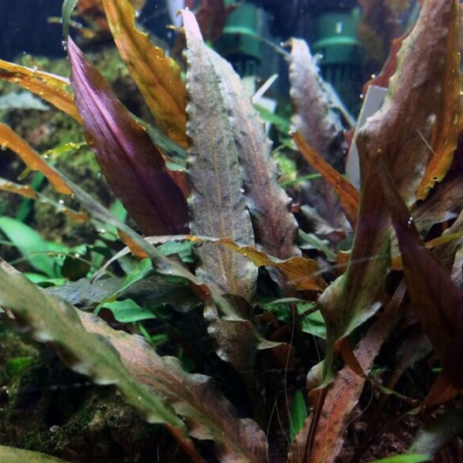 Cryptocoryne Undulata