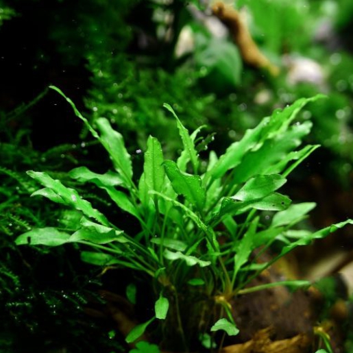 Cryptocoryne wendtii