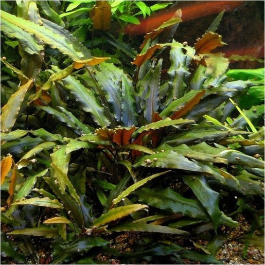 Cryptocoryne wendtii 'Brown'