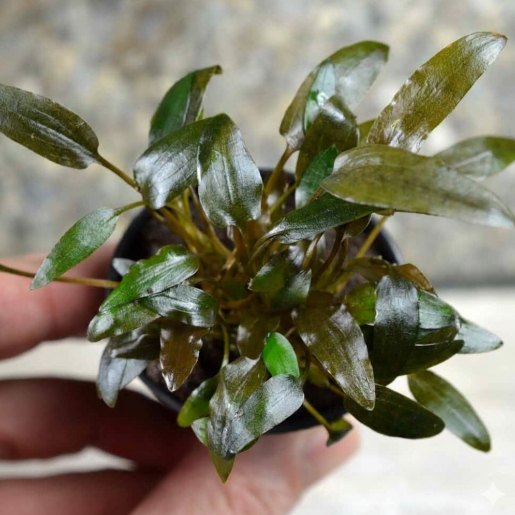 Cryptocoryne wendtii ‘Indonesia’