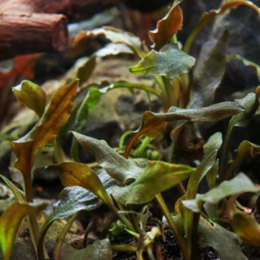 Cryptocoryne wendtii 'Mi Oya'