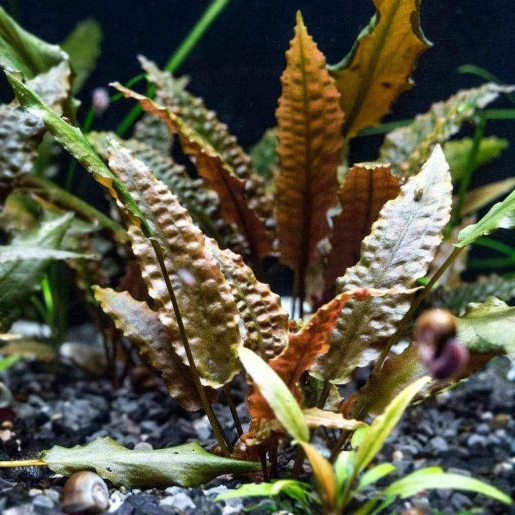 Cryptocoryne wendtii 'Tropica'