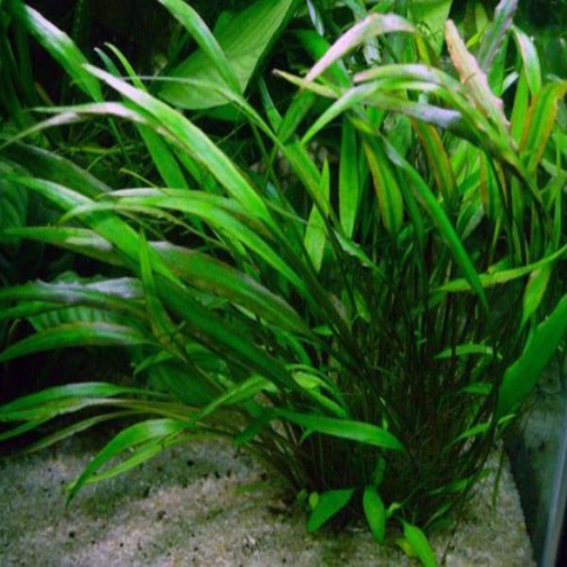 Cryptocoryne willisii