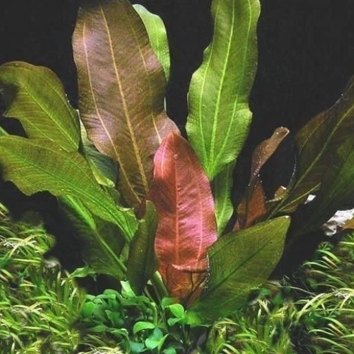 Echinodorus african tiger