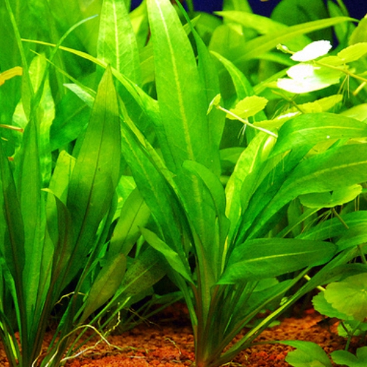 Echinodorus amazonicus (Amazonense)
