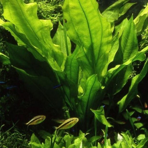 Echinodorus bleheri