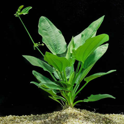 Echinodorus cordifolius