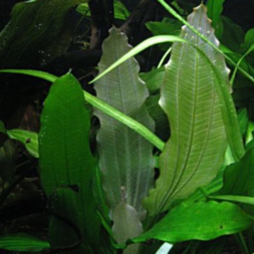 Echinodorus gabrielli tricolor