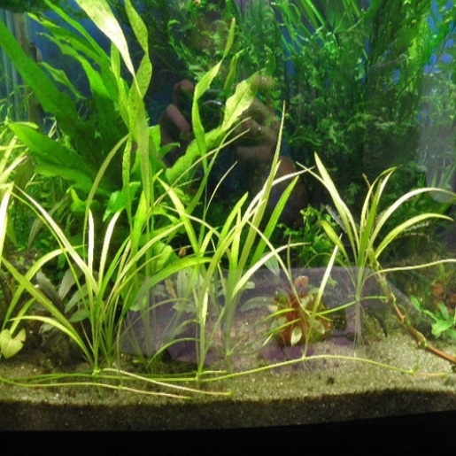 Echinodorus / Helanthium / sp. 'Brasilia'