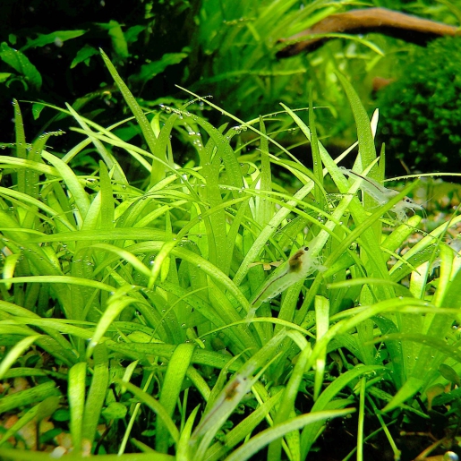 Echinodorus / Helanthium tenellum
