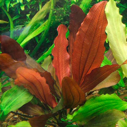 Echinodorus Indian red