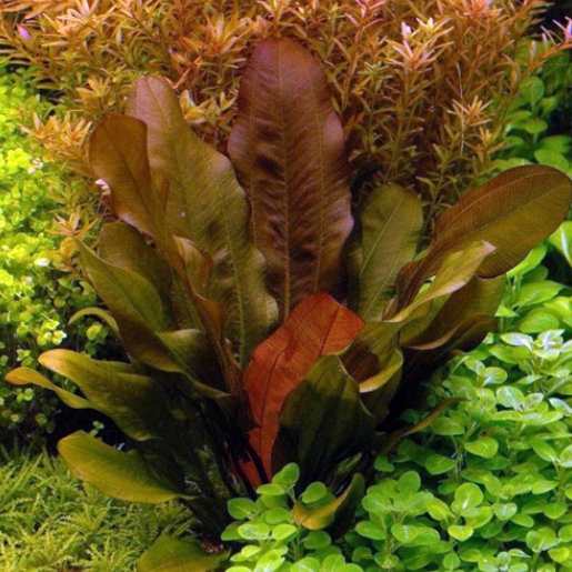 Echinodorus Kleiner Bar