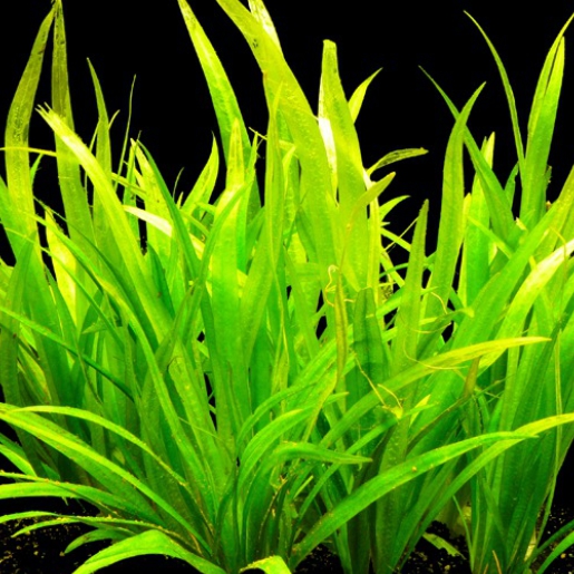 Echinodorus latifolius