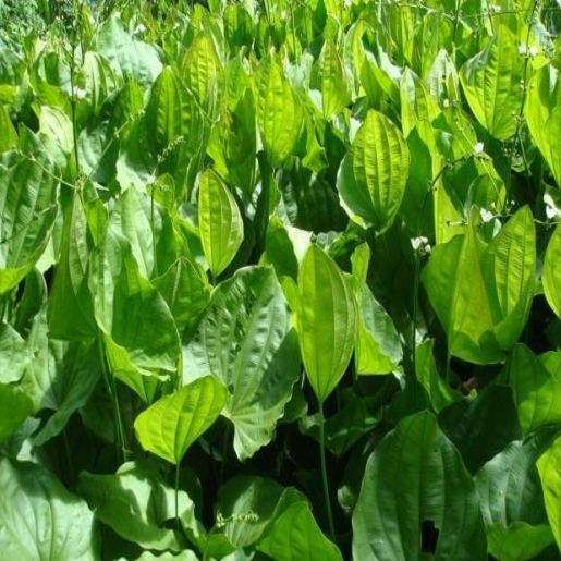 Echinodorus macrophyllus