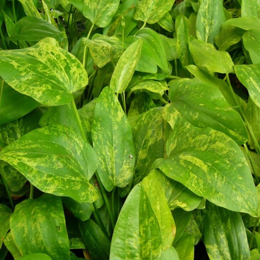 Echinodorus cordifolius 'Marble queen'