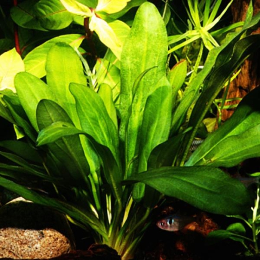 Echinodorus martii