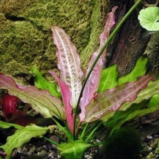 Echinodorus oriental