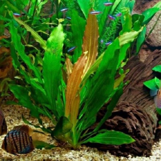 Echinodorus osiris