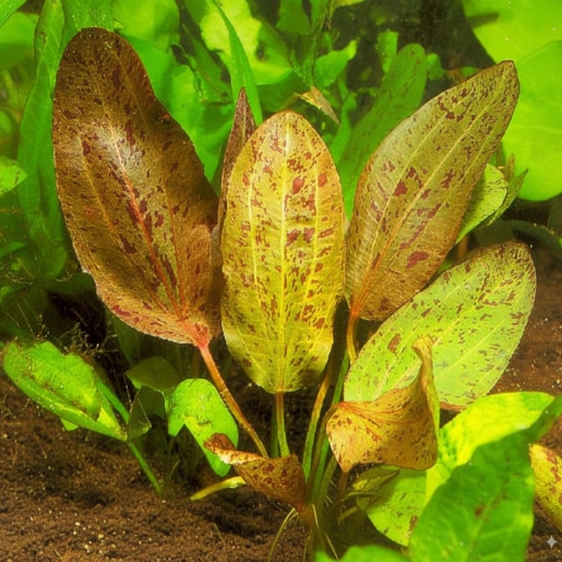 Echinodorus Ozelot