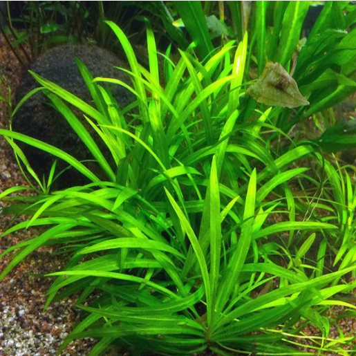 Echinodorus quadricostatus