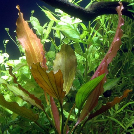 Echinodorus Rose