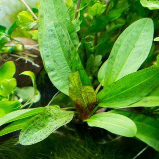 Echinodorus schlueteri 'Leopard'