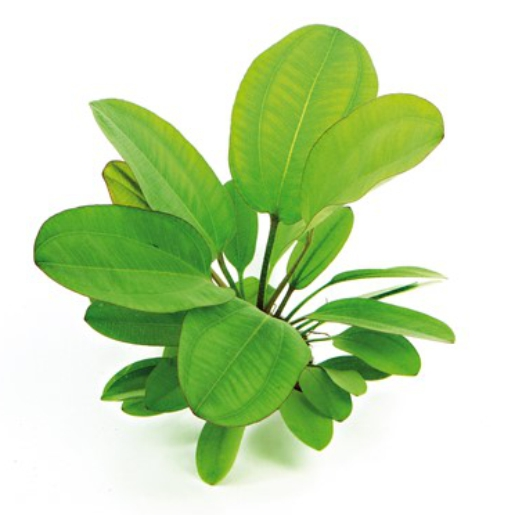 Echinodorus "Small Bear"