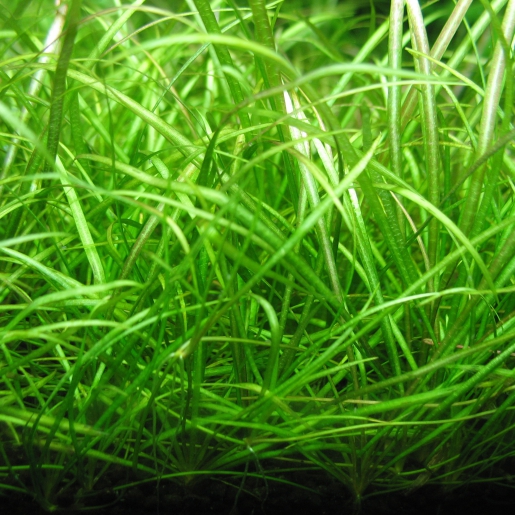 Echinodorus tenellus 'amano'