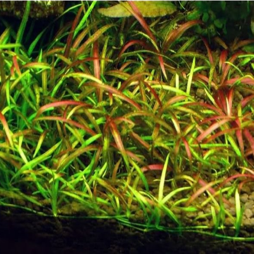 Echinodorus tenellus 'blood'