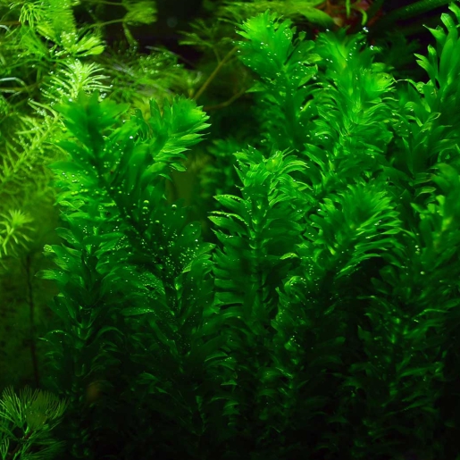 Egeria densa (elódea)