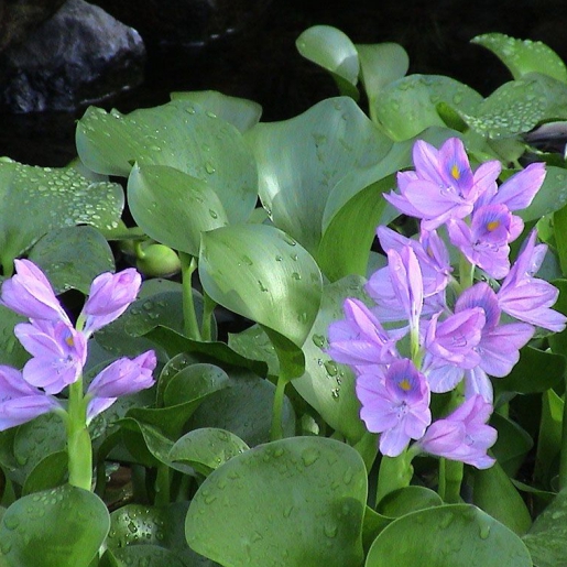 Eichornia crassipes - Aguapé