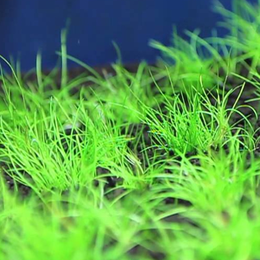 Eleocharis minima