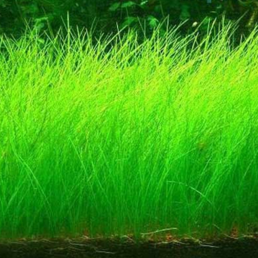 Eleocharis parvula