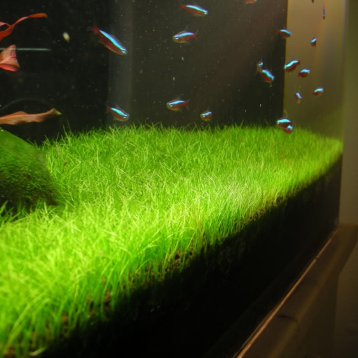 Eleocharis sp japan
