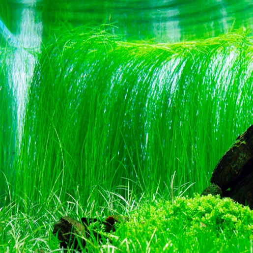 Eleocharis vivipara