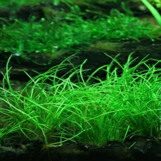 Eleocharis vivipara mini