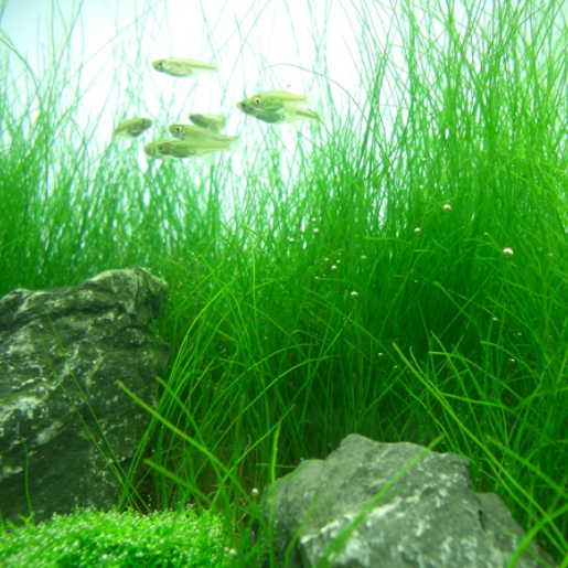 Eleocharis acicularis