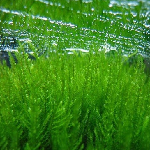 Erect Moss (Vesicularia reticulata)