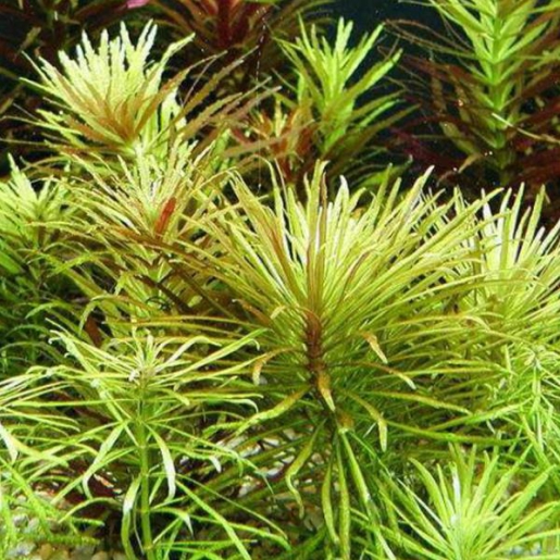 Eusteralis verticillata