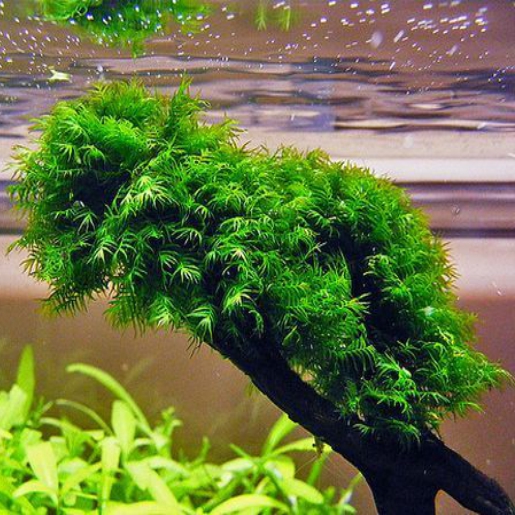 Fissidens fontanus