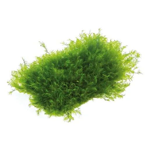 Fissidens geppi