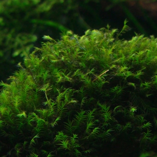 Fissidens LL
