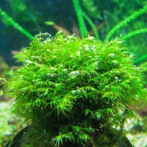 Fissidens nobilis