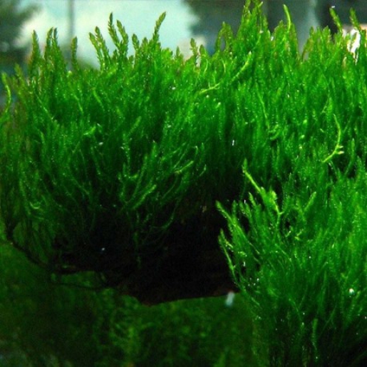 Flame Moss (Taxiplyllum sp.)